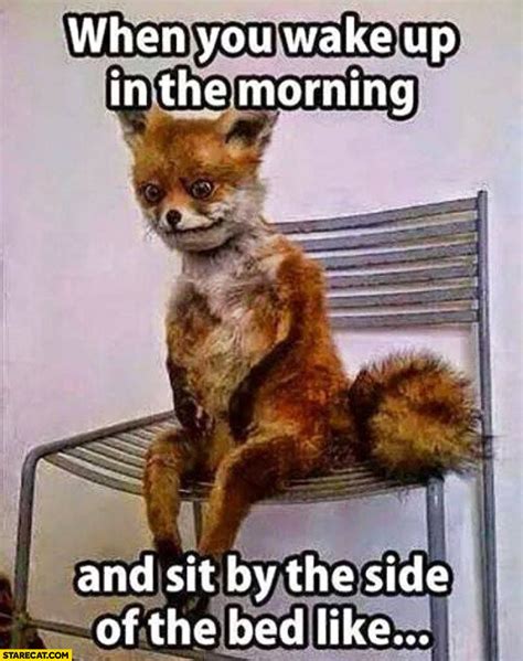 fox on bed meme